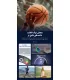 حلقه هوشمند والدوس سایز 9 مدل VALDUS VR11
