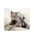 بند نصب دوربین روی حیوانات خانگی بزرگ XiaoYi Pet Mount big