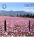 محافظ گلس ARTORIZ 3D FULL COVER سامسونگ Galaxy S8 PLUS